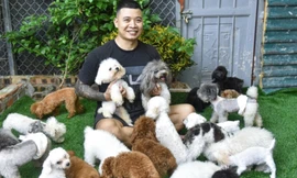 8x Hà Nội kiếm tiền tỷ nhờ nuôi loại chó 'càng nhỏ càng đắt'