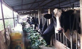 Ảnh minh họa: Internet