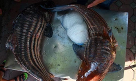 Hai con cá sọc dưa siêu khủng vừa được thương lái vận chuyển bằng đường hàng không về Thủ đô với trọng lượng lần lượt là 46kg đối với cá sọc dưa vàng và 37 kg với cá sọc dưa đen