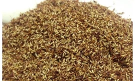 Hạt rừng lạ được mọi người mua về làm thạch ăn giải nhiệt