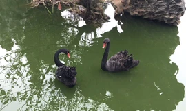 Đại gia Hà Nội chi gần 40 triệu đồng để mua đôi thiên nga đen