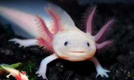 Theo người bán cá có tuổi thọ 3- 4 năm 