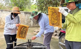 Đưa ong rừng về nuôi lấy mật, người dân Hà Nội kiếm hàng trăm triệu đồng