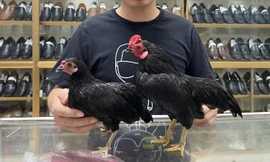 Độc lạ gà tí hon 'quý tộc' giá cả trăm triệu đồng ở Hà Nội