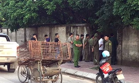 Lực lượng chức năng mang theo lồng sắt, tập trung trước cổng gia đình có đàn chó để bắt giữ
