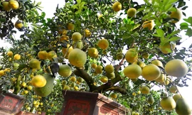 Cây bưởi 200 quả, giá 40 triệu đồng ở Hà Nội