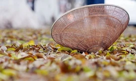 Ngắm con đường lãng mạn nhất Hà Nội rực vàng mùa sấu thay lá