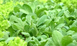 Những luống rau xanh, sạch của bà con xã Thanh Xuân, huyện Sóc Sơn, Hà Nội. Ảnh: Bizmedia