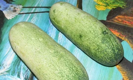 Loại dưa này có trọng lượng cực khủng, quả nặng nhất có thể lên tới 1,5-2kg