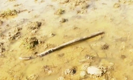 Hung khí tại hiện trường