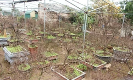 Vườn mai trắng độc đáo hiếm có ở Hà Nội