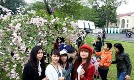 Lễ hội hoa anh đào luôn thu hút đông đảo giới trẻ tham gia. Ảnh: Giang Huy