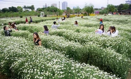 Cúc họa mi nở rộ, người dân Nhật Tân vào mùa “hốt” bạc