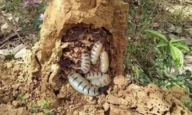Côn trùng chúa đáng sợ: 'Thần dược', dân Hà thành săn ngâm rượu tẩm bổ