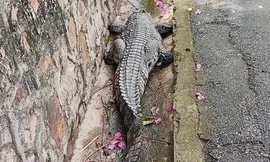 Cá sấu dài gần 1 m sổng chuồng ở Đồ Sơn