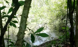 Hiện trường ao sau nhà nơi phát hiện thi thể của nạn nhân