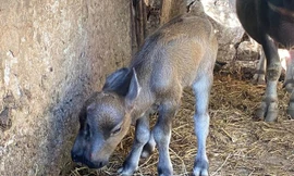 Hy hữu: Đổ xô đi xem chú nghé 2 đầu, 2 miệng, 2 mũi