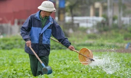 Lạnh thấu xương, nông dân ở Hà Nội vẫn miệt mài xuống đồng