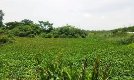 Theo lời khai của nạn nhân, hai tên cướp sau khi gây án không thành đã bỏ trốn xuống đầm lầy