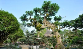 Vườn cảnh tiền tỷ của lão nông chơi cây nổi tiếng Hà thành