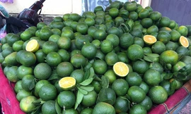 Loại cam vỏ xanh Trung Quốc đang được bán tràn lan tại các chợ với giá từ 25.000-30.000 đồng/kg