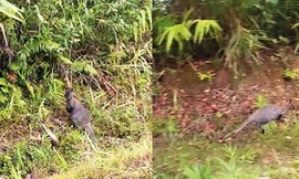 2 trong 4 con chuột túi bắt được ở Cao Bằng đã chết