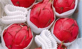 Thanh long Đài Loan nhập về Việt Nam giá 350.000 đồng một kg, gấp 6-8 lần hàng trong nước.