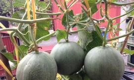 Chỉ với khoảng sân thượng nhỏ nhưng năm đầu tiên, vườn dưa đã cho thu hoạch 250kg các loại