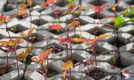 Kiểu trồng rau 'có một không hai' dọc con đường 6.000 tỷ ở Hà Nội