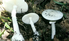 Loại nấm độc tán trắng các nạn nhân ăn phải. Ảnh: Amanita verna