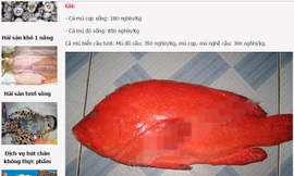 Một kg cá mú đỏ sống có giá gần triệu đồng song vẫn không có hàng để bán