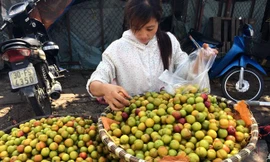 Mận đào Trung Quốc bày bán tràn lan ở Hà Nội