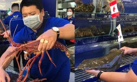 Bất chấp dịch bệnh, hải sản ngoại 'đắt xắt ra miếng' vẫn tiêu thụ mạnh 