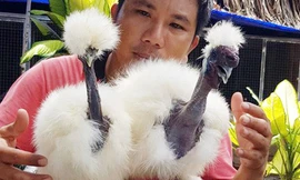 Cận cảnh cặp gà cực lạ đang được anh Hồng nhân nuôi, kinh doanh tại shop của gia đình ở thị xã Dĩ An, tỉnh Bình Dương