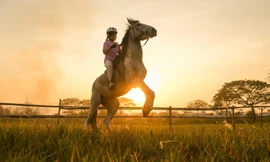 Huấn luyện viên dạy cưỡi ngựa theo phong cách châu Âu tại Hà Nội