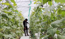 Bỏ du học Mỹ, chàng trai về nước trồng dưa thu 200 triệu mỗi tháng