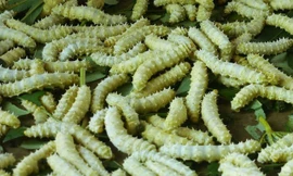 Thay bằng ăn nhộng tằm, giờ đây nhiều người chuyển qua ăn tằm tươi sống