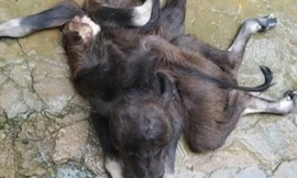 Xôn xao hình ảnh trâu mẹ đẻ ra con nghé có 8 cái chân, 2 miệng, 3 mắt