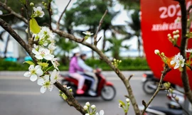 Hoa lê rừng 'xuống phố' sau Tết Nguyên đán, giá chục triệu vẫn hút khách