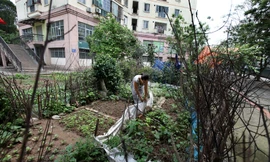 Biết là làm xấu cảnh quan song để bảo vệ sức khỏe gia đình, bà Nguyễn Thị An (khu đô thị Định Công, Hoàng Mai, Hà Nội) vẫn trồng rau sạch tại vườn hoa công cộng. Bà chỉ tin rau mình trồng mới là rau sạch thật