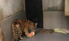 Chuyển 7 con hổ được giải cứu ở Nghệ An vào Quảng Bình