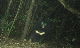 Phát hiện gấu ngựa 'khủng' trong rừng Quảng Trị