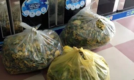 Vỏ hoa quả được dùng để ủ phân