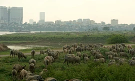 Đàn trâu 4 tỷ đồng để dành cho con của đôi vợ chồng Hà Nội