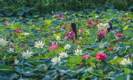 Ngẩn ngơ khi lạc vào 'thiên đường' gần 170 loại sen 'độc nhất vô nhị' ở Thủ đô