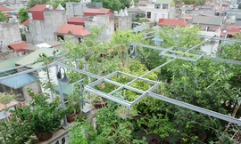 Nằm trong một con hẻm ở quận Ba Đình (Hà Nội), nhà ông Trương Văn Vũ - bà Trần Bích Liên thu hút từ xa bởi màu xanh xuất hiện khắp ban công và trên mái. Nhìn từ trên cao, phần mái xanh của tầng 6-7 nổi bật giữa rừng mái tôn xanh đỏ xung quanh