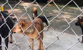 Thả 'cô chó' vào 'quyến rũ' đàn chó coi nhà, trộm cuỗm hơn 700 triệu đồng