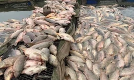 300 tấn cá chết nổi trắng sông: Chủ tịch UBND tỉnh Hải Dương yêu cầu rà soát nguồn thải