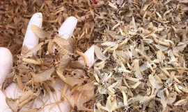 Côn trùng lạ được ví như đặc sản 'trời ban' ở Hà Nội, khách khen ngon hơn tôm