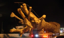 Xe 'quái thú' chở cây khủng: Hàng loạt cơ quan chức năng vào cuộc